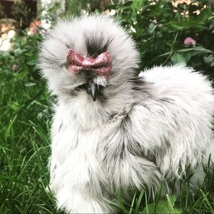 Meet your Posher, Rachael